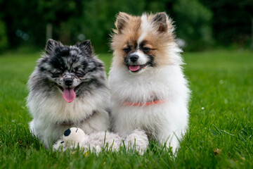 Pomeranian dogs in summer