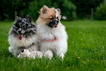 Fototapeta na wymiar Pomeranian dogs in summer