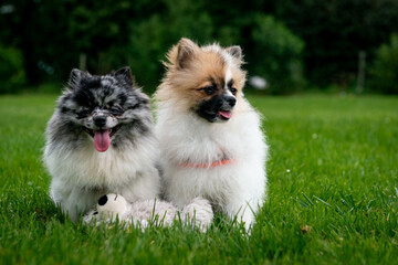 Pomeranian dogs in summer