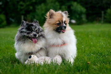 Pomeranian dogs in summer