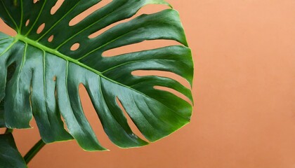 Fototapeta na wymiar Nature background made with a leaf of monstera plant close-up isolated in peach fuzz tones with large free copy space