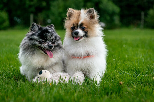 Pomeranian dogs in summer