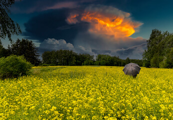 Lonely umbrella among blooming or blossoming field of rapeseed, above forest and horizon are seen ...