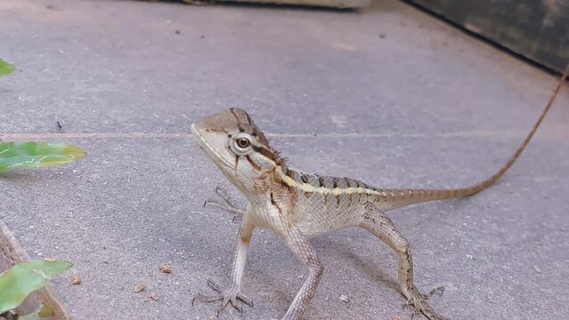 Indian Garden Lizard Calotes versicolor