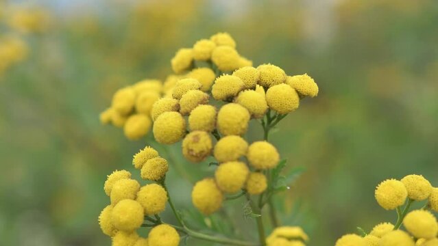 Tansy, Tanacetum vulgare, pest repellent and medicinal plant with flower blossom