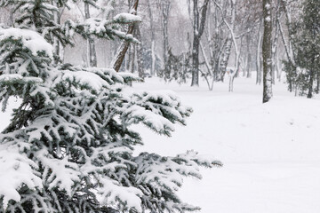 Snow covered fir branches close-up