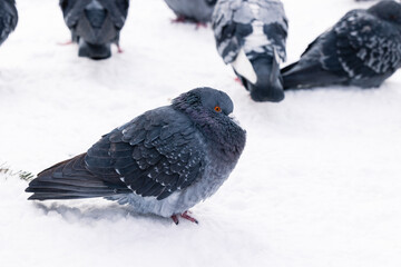 Pigeons in the snow. Feeding birds in winter.