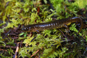 Closeup on a male of the rare and endangered Southern torrent salamander, Rhyacotriton variegatus sitting on green moss