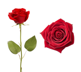 Top and side view of a rose flower with red petals. Isolated transparent PNG background. Various angles. Fantasy rose. Valentines day gift. Mother's day celebration.