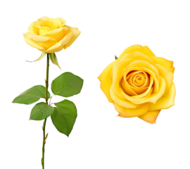 Top and side view of a rose flower with yellow petals. Isolated transparent PNG background. Various angles. Fantasy rose. Valentines day gift. Mother's day celebration.