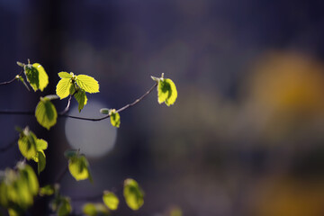 Wiosenne liście w ogrodzie, ujęcie z bliska, rozmyte tło