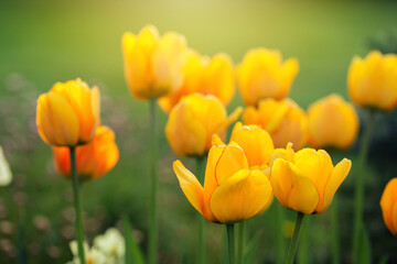 Wiosenne kwiaty w ogrodzie, ujęcie z bliska, rozmyte tło - obrazy, fototapety, plakaty