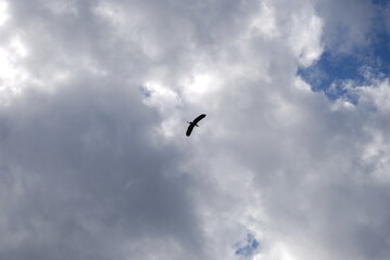 Wild bird in the sky. The blue sky is almost completely covered with white-gray clouds. A large heron with white-gray wings flies across the sky. The bird has a long beak and a large wingspan.
