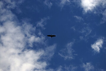 Wild bird in the sky. Dark blue sky with white cumulus clouds. A large Stork bird with white-gray wings is flying across the sky. The bird has a long beak and legs and a large wingspan.