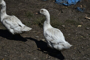 White duck in the farm yard. The bird on the village farm has white plumage, black eyes and a red beak. The duck has a small head on a long, movable neck and clipped wings. it walks across the yard.