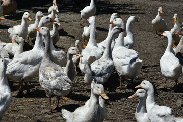 Poultry on the farm. Geese and ducks on a village farm have white or gray plumage, yellow or red...