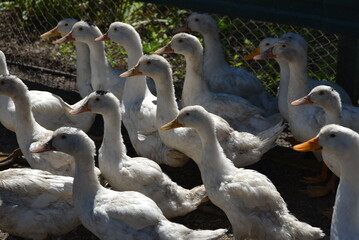 Poultry on the farm. Geese and ducks on a village farm have white or gray plumage, yellow or red paws and beaks. Birds in a large flock are grazing in the yard, pecking at grain and drinking water.