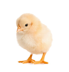 Cute little chick on white background