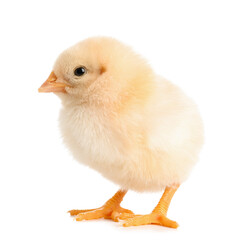 Cute little chick on white background