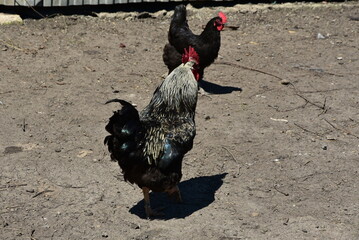 Motley rooster in the farm yard. The bird on the village farm has black plumage, red eyes and a black beak. The rooster has a small head on a movable neck and clipped wings. he walks around the yard.