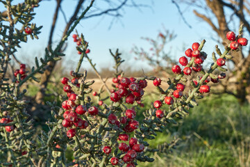 Texas Christmas Cactus. West Texas Pencil Cholla Cactus, Cylindropuntia leptocaulis with bright red rip fruits