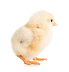 Cute little chick on white background