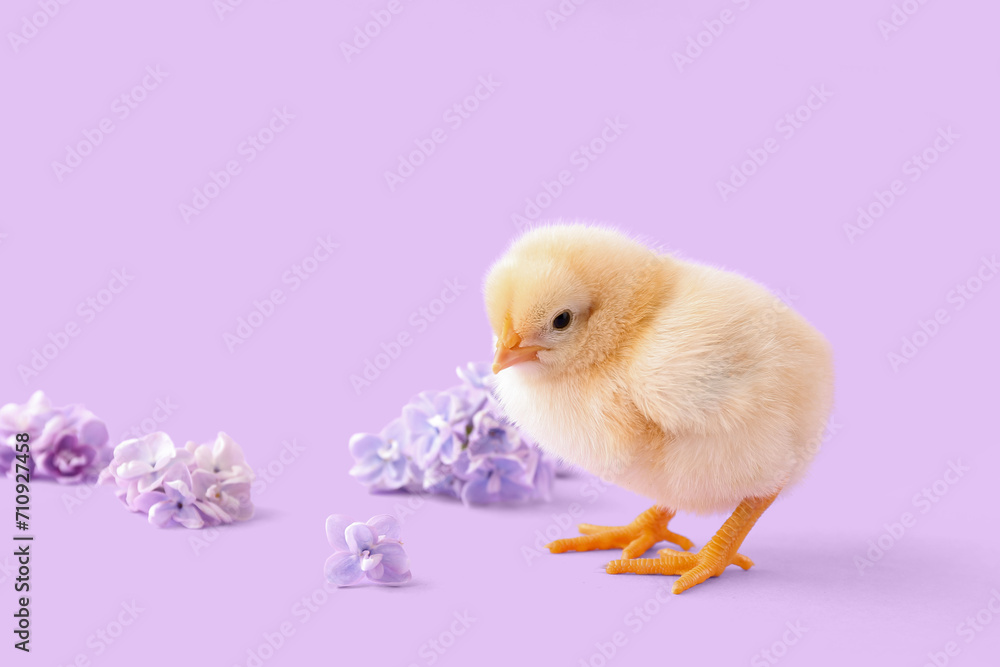 Canvas Prints Cute little chick with lilac flowers on color background