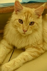an adult beautiful Maine Coon cat lies on a bench