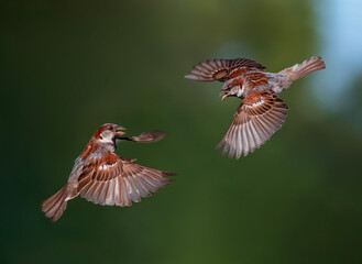 two sparrow birds fly towards each other spreading their feathers and wings against the backdrop of a green spring garden