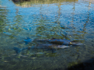 Waikoloa Village Big Island Hawaii