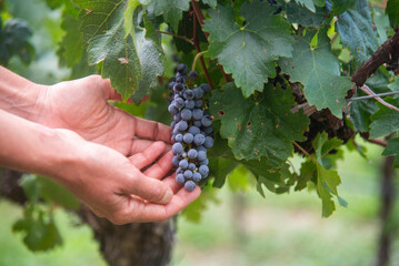 Manos recogiendo un racimo de uvas en un viñedo