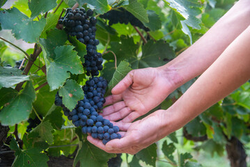 Manos recogiendo un racimo de uvas en un viñedo
