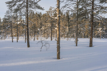 By the Gaasloa Lake, part of the Totenaasen Hills, Norway, in January.