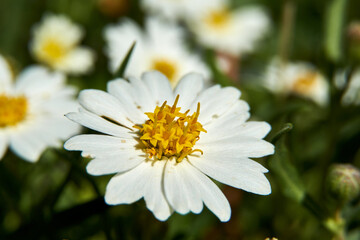 Texas Plains Blackfoot daisy wildflower