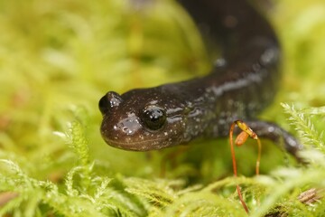 Closeup on a black adult of the endangered North-American Del Norte salamander, Plethodon elongatus on green moss