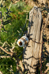 Old wooden fence with antique glass electric fence insulators