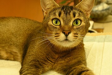 an adult cat lies on a shelf stretched out to its full height. Abyssinian breed