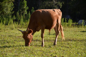 Bull calf grazing in meadow