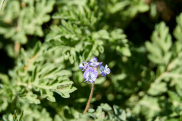 Macro Closeup of Slim-Pod Milk-Vetch (Astragalus leptocarpus) flower in Texas