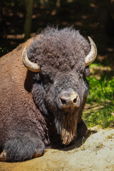 Bison assis dans le sable, tête, vertical