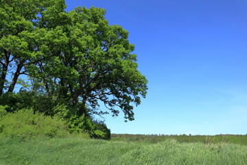 Fototapeta na wymiar Scandinavian summer landscape photo. Green and blue colors. Sweden 2023.