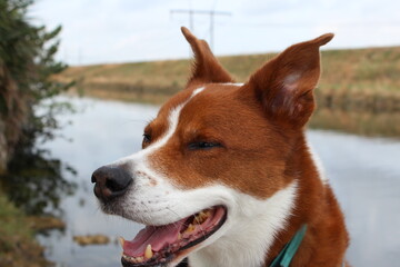 Happy senior dog portrait