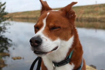 Happy senior dog portrait