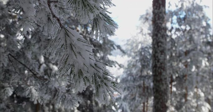 Frozen branches from a pine tree in the forest