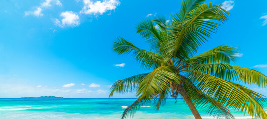 Fototapeta na wymiar Palm tree and turquoise water in a tropical beach