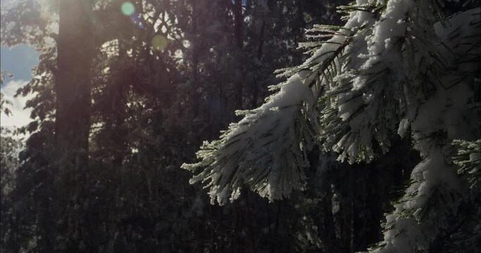 Frozen pine tree in the forest