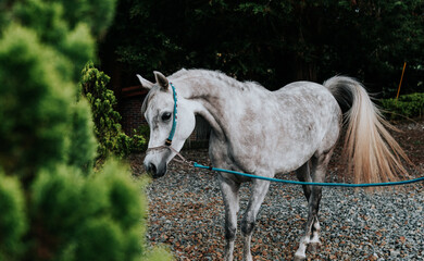 Animal portrait of a purebred Arabian horse
