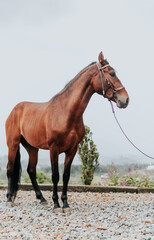 Obraz premium Animal portrait of a purebred Arabian horse