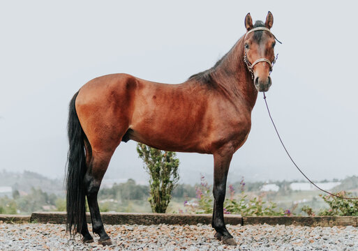 Portrait photography of purebred horses in landscape