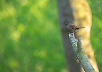 Ireland's Garden Minstrel - Dunnock (Prunella modularis) in National Botanic Gardens